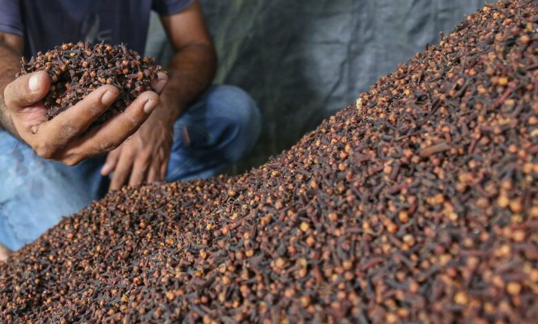 Khasiat cengkeh untuk kesegaran tubuh