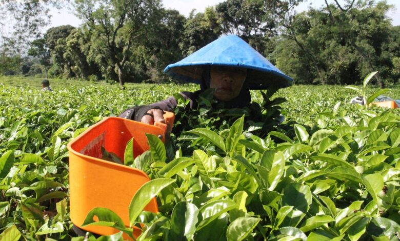 Perbedaan karyawan kemudian buruh: Definisi, hak, lalu juga status pekerjaan